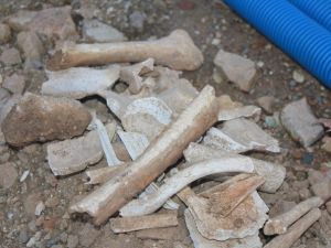 Kemiklerin sırrı Adli Tıp Kurumu’nda çözülecek