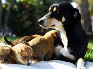 2 saatlik operasyonla yaşama tutundu