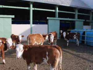 Trabzon dışarıdan süt almayacak