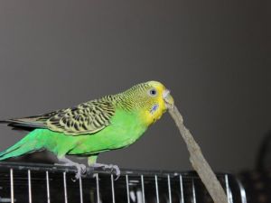 Bu muhabbet kuşu tarhana bağımlısı