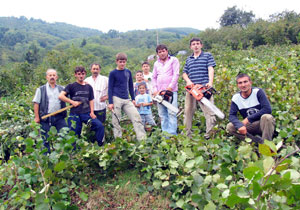 Üretici fındığını söküyor