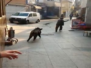 Domuz vatandaşı kovaladı: Burası İstanbul !