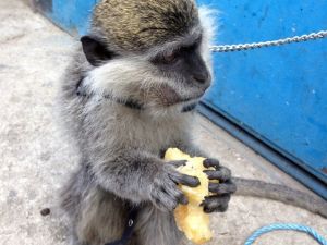 Şımarık’ın sahibinin yargılandığı dava sonuçlandı