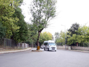 Trabzon'da Anıt Ağaç düzenlemesi!