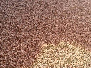 Fındık fiyatında düşüş sürüyor