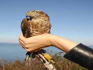 Rize'de atmacalar doğaya bırakıldı