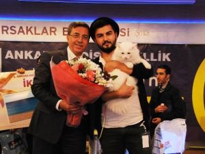 Ankara en güzel kedisini seçti