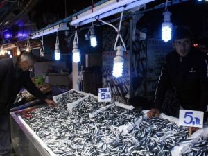 Hamsi çok, palamut yok