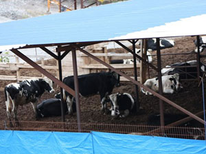 Baraj inşaatı inekleri depresyona soktu