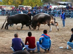 Boğalardan Muhteşem Final