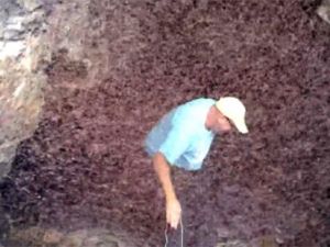 Bir anda her yeri sardılar !