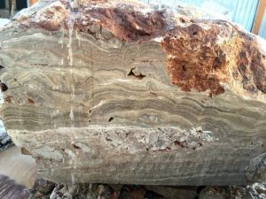 Dünyada çok nadir var: Türkiye’de bulundu