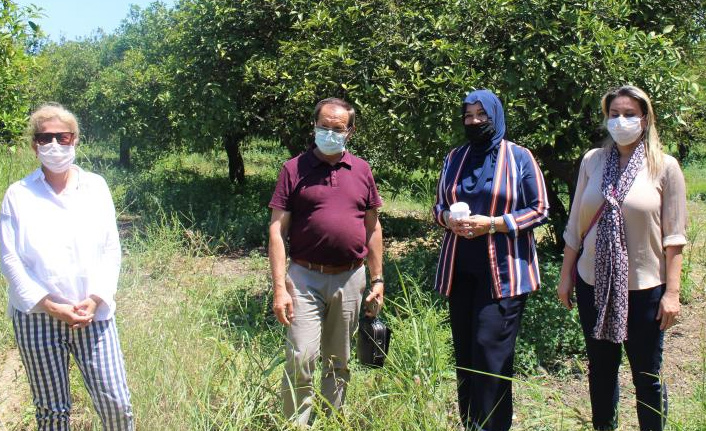 Faydalı böcekler narenciye bahçelerine salınıyor
