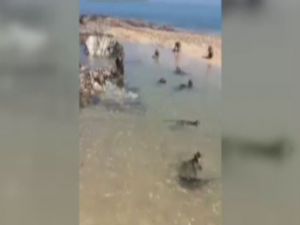 Onları hiç böyle görmediniz