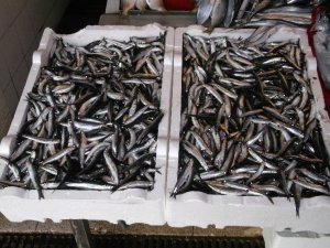 Hamsi ihracatı arttı!