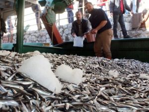 Hamsi ihracatında dev artış