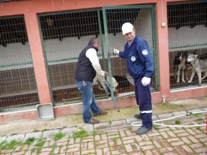 Sahipsiz Sokak Hayvanları İçin Sağduyu Çağrısı