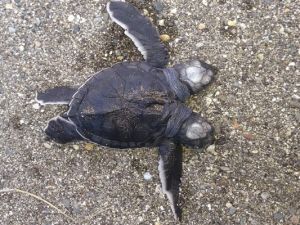 Bu deniz kaplumbağası iki başlı !