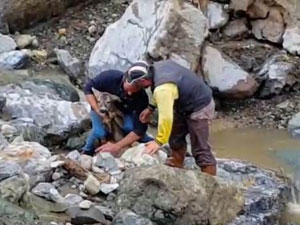 Yaralı ceylan için seferber oldular!