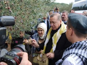 Erdoğan ve eşi zeytin topladı