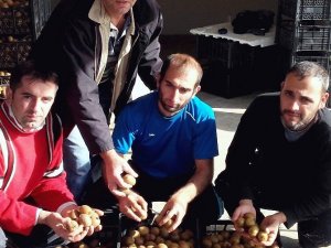 ’İsrail Kelebeği’ Rize Kivisini Vurdu