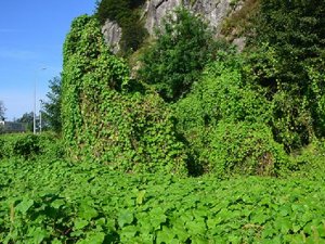 D.Karadeniz'de istilacı mücadelesi