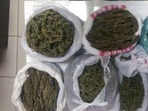 Evde uyuşturucu serası bulundu