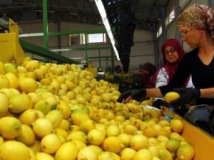 Yaş sebze meyvede rota Ortadoğu'ya çevrildi