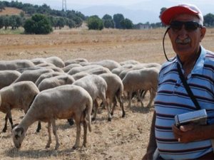 Çoban ihtiyacı için ’ Suriyeli’ önerisi