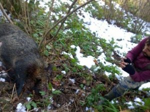 Giresun'da domuz avı