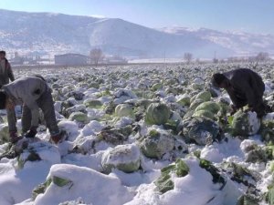 Lahanalar kar altında kaldı