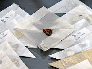 Biyokaçakçılık'ta cezalar karşılıksız kalıyor!