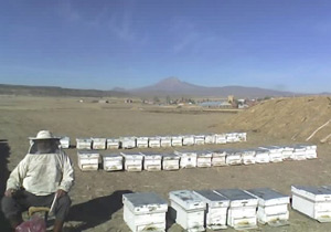 "Arılar olmazsa 4 yılda insanlık biter"