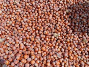 1.5 ton fındık çalındı!