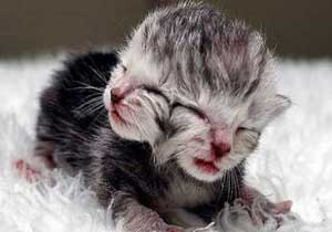 Bu kedinin 2 yüzü var!