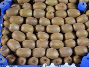 Ordu kividen ne kadar kazandı?