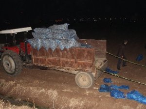 Patates ekerken öldürüldü