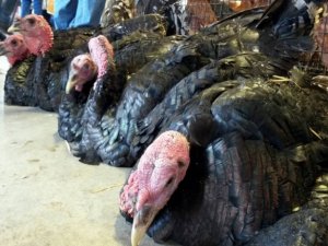 Hindiler elde kaldı