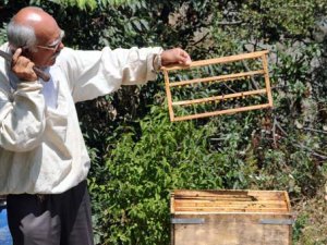 Arı sütünün sahtesine dikkat