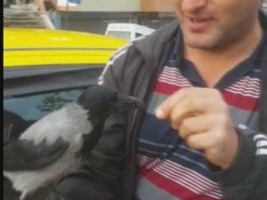 Rize'deki Bu Karga Herkesi Şaşırtıyor