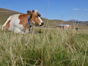 Araklı'da ahırdan inek çaldılar