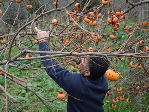 Trabzon hurmasından cips ürettiler