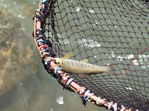 "Her Derenin Balığı Ayrı Dolaplarda"