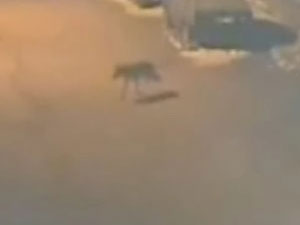 Kurtlar şehre indi! -izle