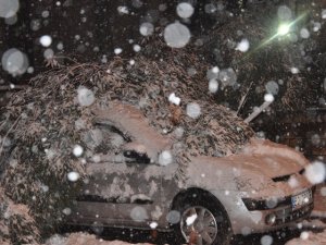 Ağaçlar kara dayanamadı