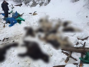 Of'ta kar keçileri telef etti!