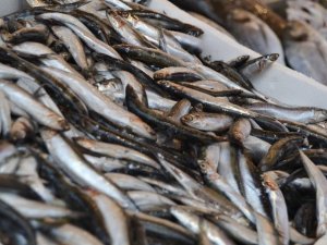 Kar yağdı balık uçtu