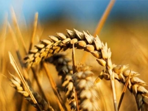 Ortahisar'da Zİraat Odası bilmecesi