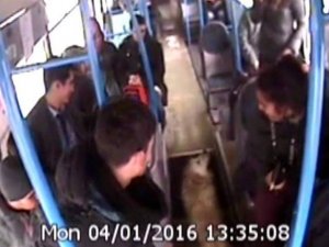 Üşüyen köpek otobüse bindi