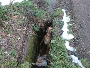 Kuyuya düşen köpek için operasyon!